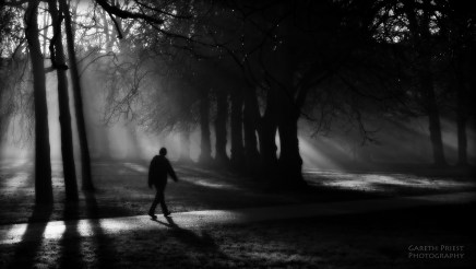 sunlight-trees-landscape-contrast-forest-white-black-monochrome-portrait-dark-city-night-creepy-horror-water-nature-urban-sky-park-shadow-spooky-winter-photography-silhouette-branch-sunrise-surreal-cold-evening-morning-mist.jpg